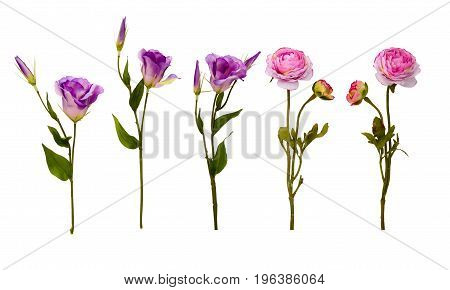 Flowers composition. Frame made of flowers isolated. Flat lay, top view