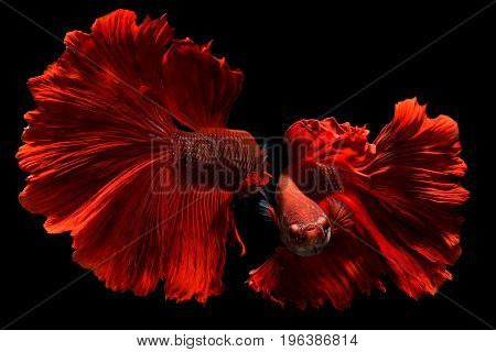 Fancy Red Betta Or Saimese Fighting Fish .