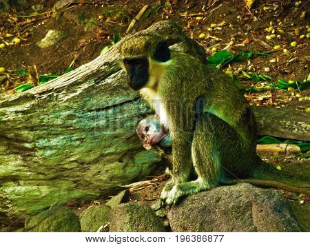 Mom and baby green vervet monkeys St.Kitts