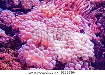 Marine life sea anemone Condylactis gigantea underwater in the sea