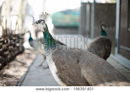 peacock female outside three peacocks three peacocks walking along the reserve