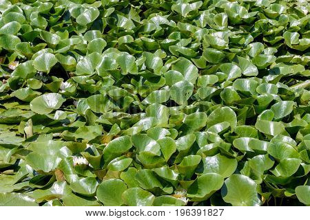 Aquatic plants covering the pond. Green plants pattern background.