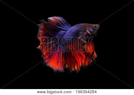 image of betta fish isolated on black background action moving moment of Red Blue Rose Tail Betta Siamese Fighting Fish