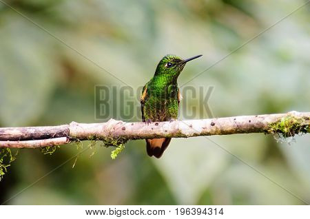 Copper rumped Hummingbird resting on a branch