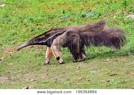 Giant Anteater searching avidly for something to eat