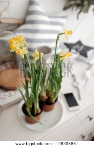 Flowering daffodils in pots on the chest of drawers