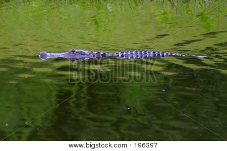 플로리다 게이 터