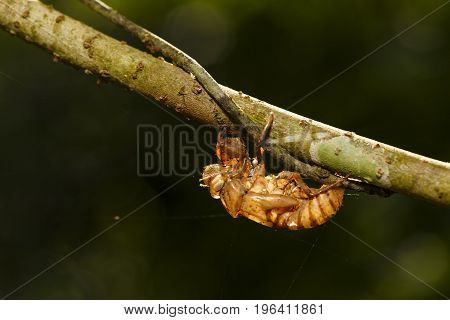 Cicada Shell Hang On Twig With Light