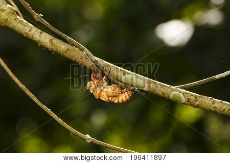 Cicada Shell Hang On Twig