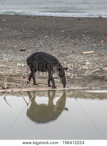 Tapir prepared to take a bath in Corcovado National Park