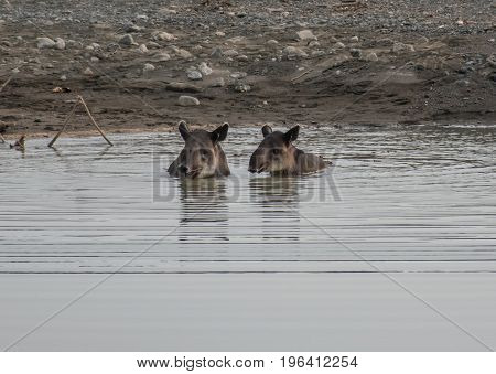 Tapir taking a bath in Corcovado with brood