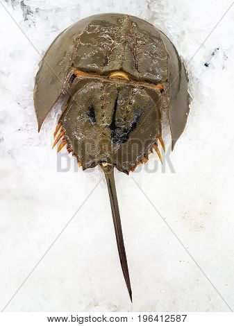 Fresh horseshoe crab on ice at the seafood booth