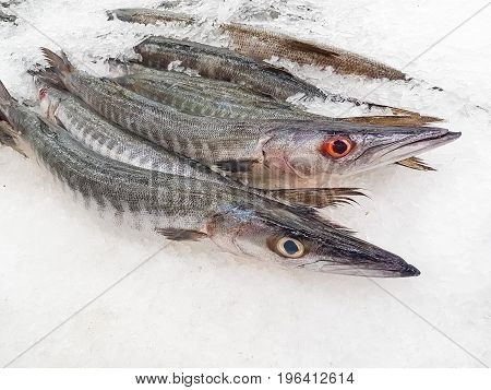 Fresh Barracuda on Ice at the seafood booth