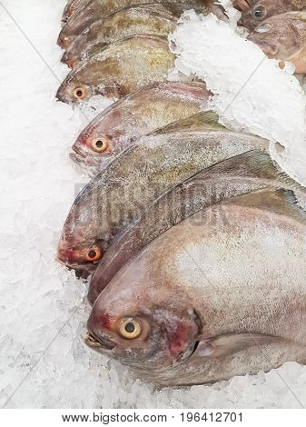fresh black pomfret on ice at the seafood booth