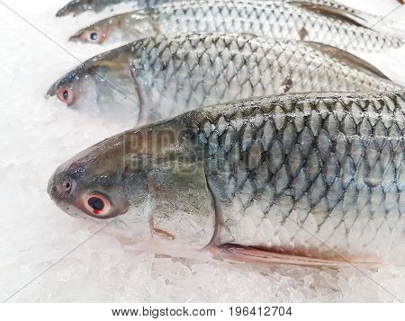 smallscale mud carp on ice at the seafood booth
