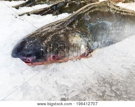 fresh Iridescent shark on ice at the seafood booth