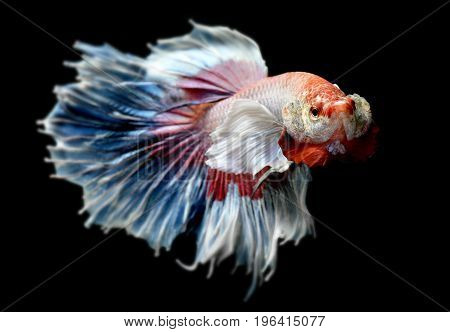 Betta Or Saimese Fighting Fish.