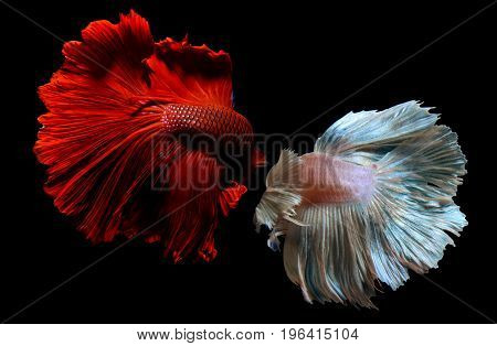 Betta Or Saimese Fighting Fish.