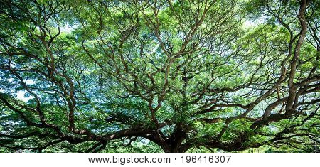 Large Samanea saman tree with branch in Kanchanaburi Thailand