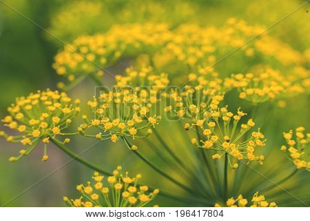 A caraway plant yellow on the feeld