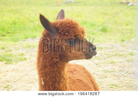 Brown Alpaka head looking aside in summer outdoors