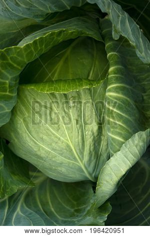 Big cabbage in the garden. Fresh green big cabbage organic vegetables in the farm. Cabbage detail or cabbage background.
