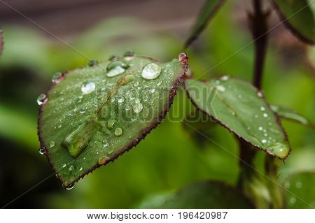 Rain drops on green rose leaves close-up. Plants in the garden.