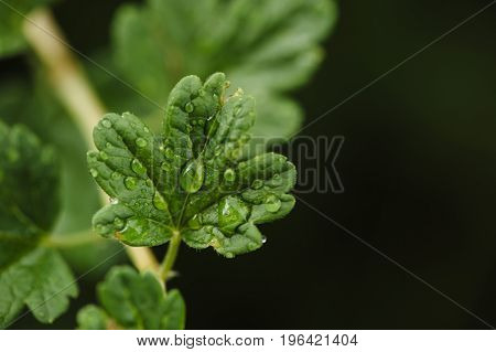 Raindrops on a small leaf of a gooseberry macro. Home garden. Grossularia