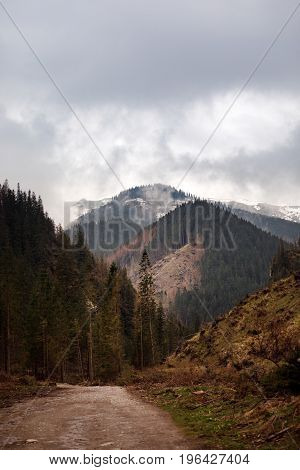 The path up the mountain along the forest