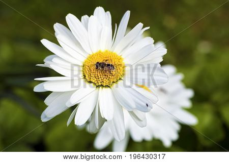 Bee sitting on camomile. Macro photo. White flower. Life of insects