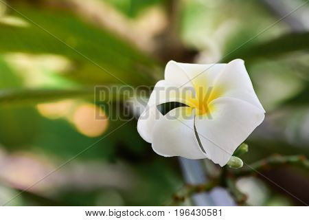Plumeria, Frangipani, White flowers with sunlight and blur background