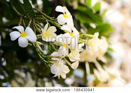 Plumeria, Frangipani, White flowers with sunlight and blur background