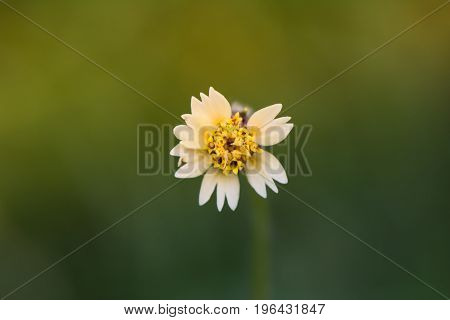 White Flower Yellow Pollen