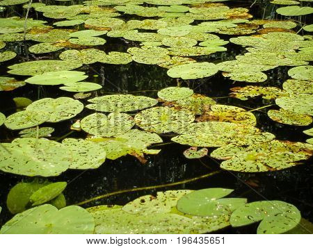 Green eaten up water lilly leaves on water surface