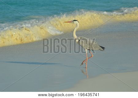 Big Grey Heron standing on the beach
