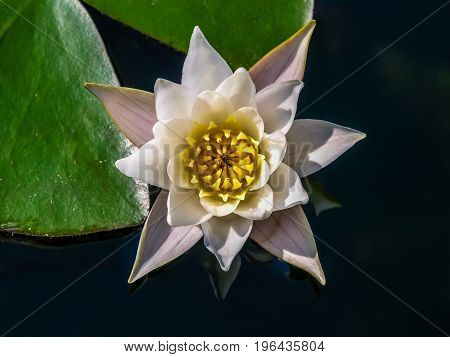 White Water lilly flower with lilly pads floating on a lake