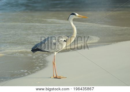 Big Grey Heron standing on the beach