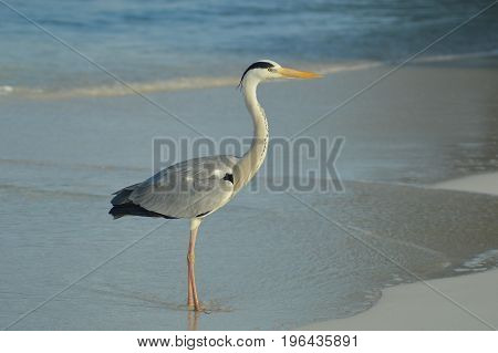 Big Grey Heron standing on the beach