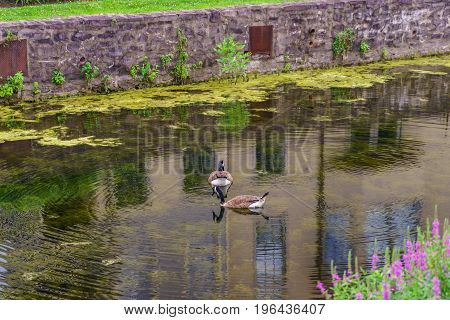 Delaware Canal Towpath and goose Historic New Hope PA USA