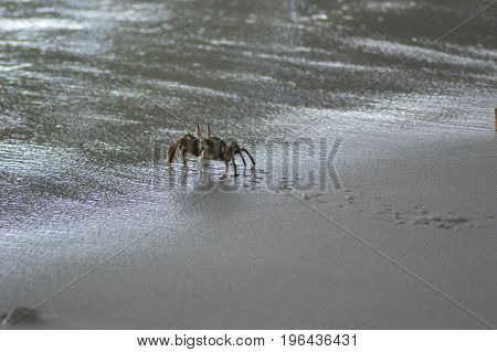 Green Crab walking over the sandy beach