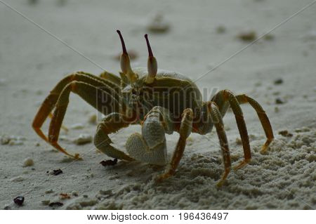 Green Crab walking over the sandy beach