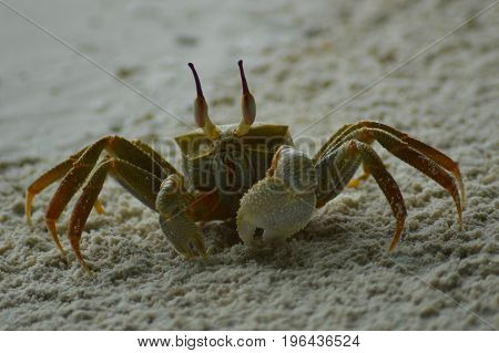 Green Crab walking over the sandy beach