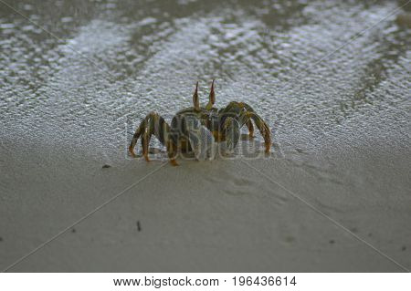 Green Crab walking over the sandy beach