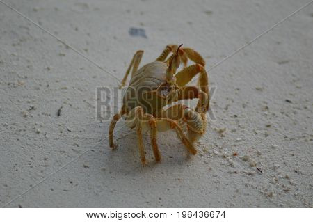 Green Crab walking over the sandy beach