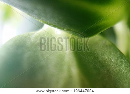 close up macro of green sunflower edible leaves