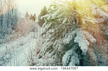 Winter scene .pruce branches. snowy forest, frozen outdoor