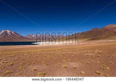 The Miscanti Lake (Laguna Miscanti) with the surrounding mountains and volcano in the Atacama Desert Chile