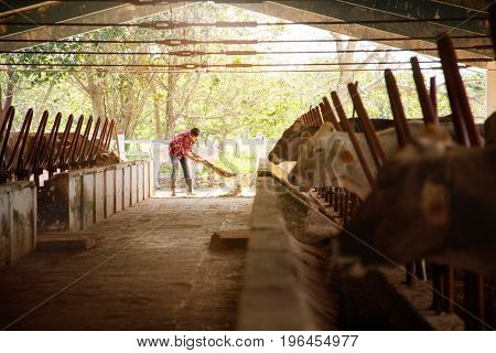 Man Cleaning Farm Farmer Sweeping Stables People In Ranch