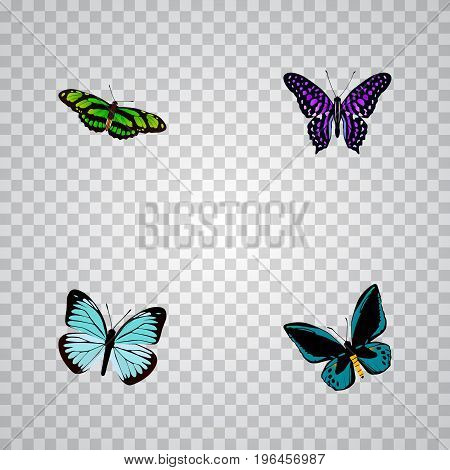 Realistic Demophoon, Lexias, Green Peacock And Other Vector Elements