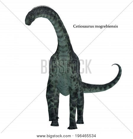Cetiosaurus Dinosaur on White with Font 3d illustration - Cetiosaurus was a herbivorous sauropod dinosaur that lived in Morocco Africa in the Jurassic Period.